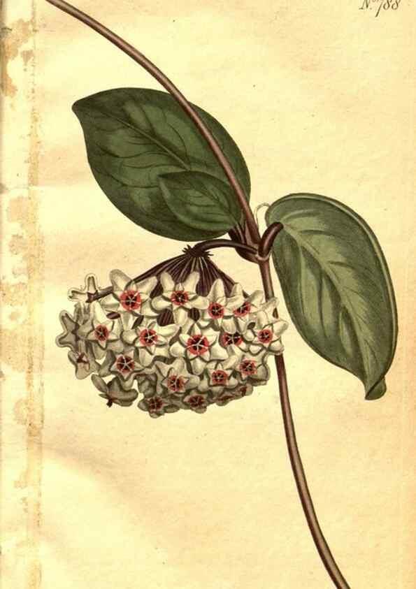Reproducción/Reproduction 8470972612: Curtis's botanical magazine.. London ;New York [etc.] :Academic Press [etc.]