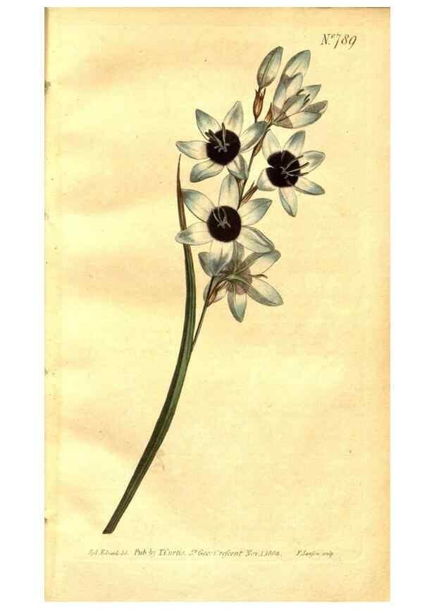 Reproducción/Reproduction 8470973086: Curtis's botanical magazine.. London ;New York [etc.] :Academic Press [etc.]