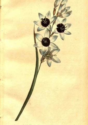 Reproducción/Reproduction 8470973086: Curtis's botanical magazine.. London ;New York [etc.] :Academic Press [etc.]