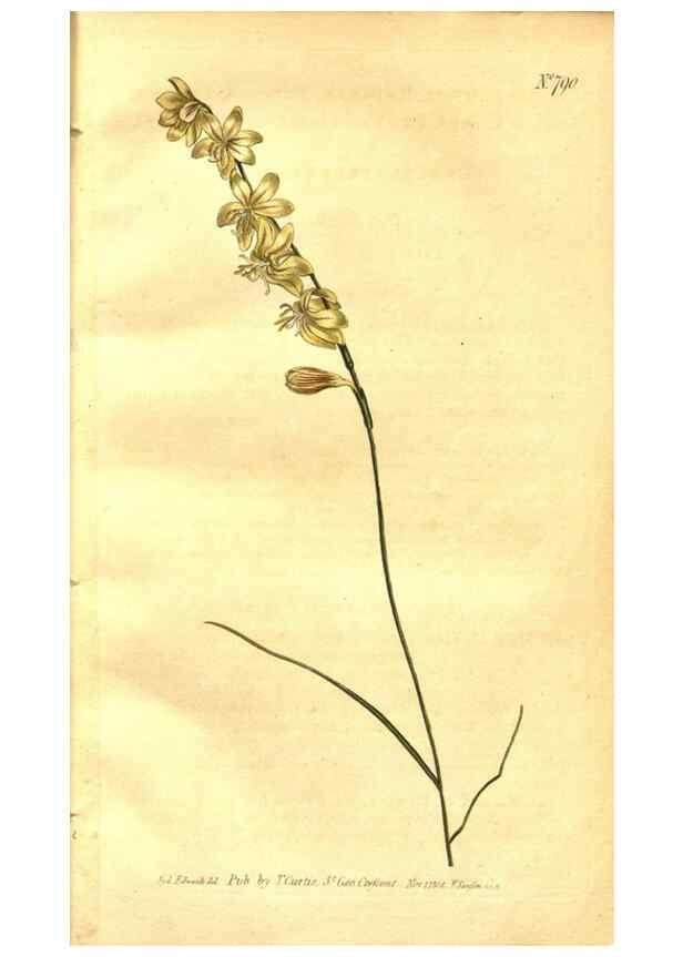 Reproducción/Reproduction 8470974200: Curtis's botanical magazine.. London ;New York [etc.] :Academic Press [etc.]