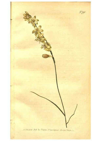 Reproducción/Reproduction 8470974200: Curtis's botanical magazine.. London ;New York [etc.] :Academic Press [etc.]