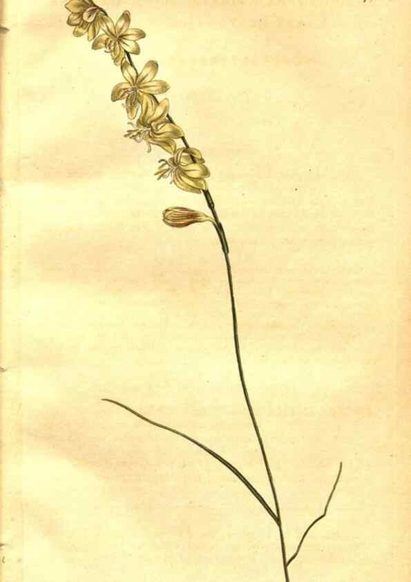 Reproducción/Reproduction 8470974200: Curtis's botanical magazine.. London ;New York [etc.] :Academic Press [etc.]