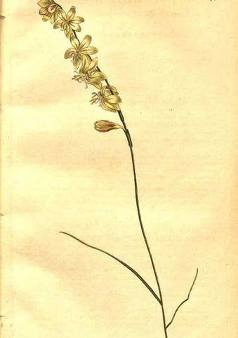 Reproducción/Reproduction 8470974200: Curtis's botanical magazine.. London ;New York [etc.] :Academic Press [etc.]