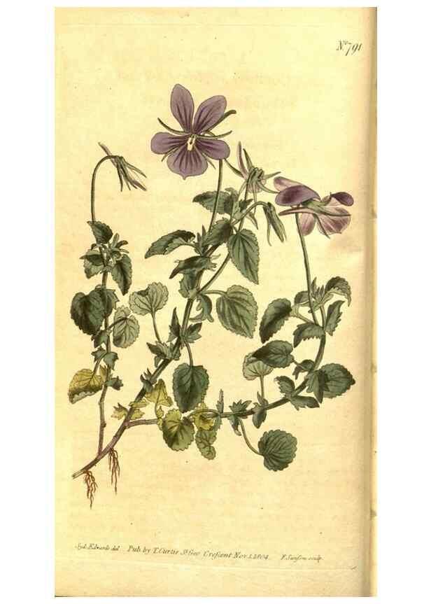 Reproducción/Reproduction 8470974770: Curtis's botanical magazine.. London ;New York [etc.] :Academic Press [etc.]