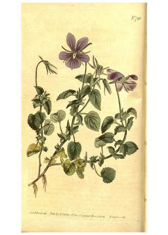 Reproducción/Reproduction 8470974770: Curtis's botanical magazine.. London ;New York [etc.] :Academic Press [etc.]