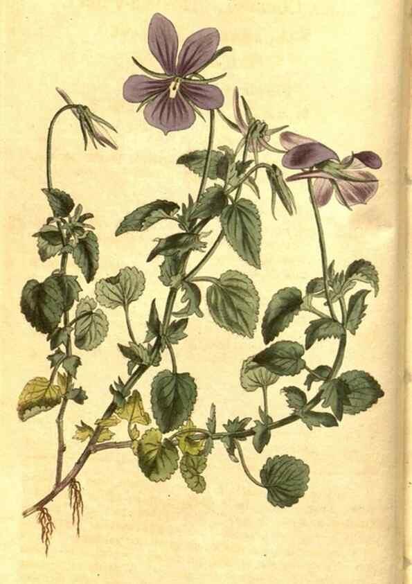 Reproducción/Reproduction 8470974770: Curtis's botanical magazine.. London ;New York [etc.] :Academic Press [etc.]
