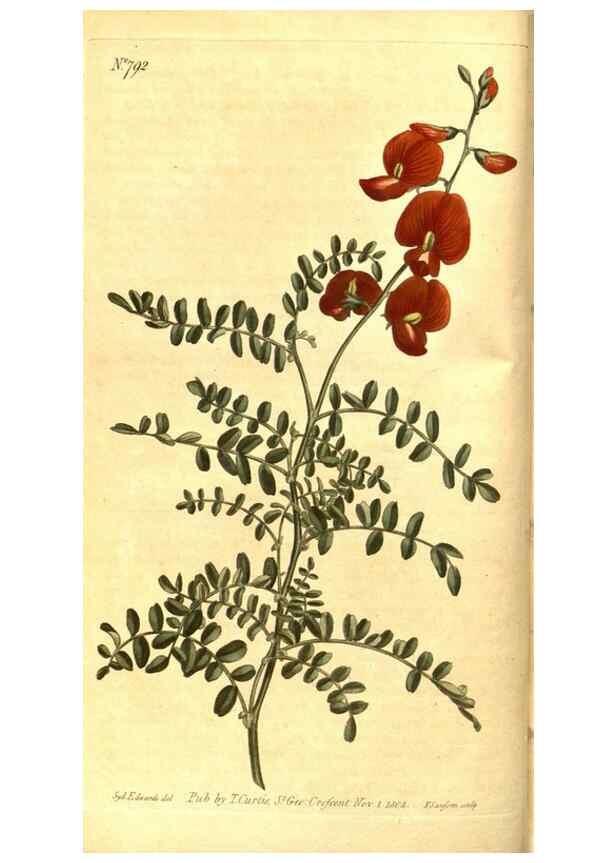 Reproducción/Reproduction 8469881299: Curtis's botanical magazine.. London ;New York [etc.] :Academic Press [etc.]