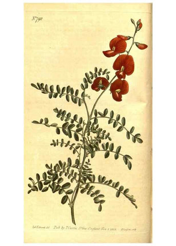 Reproducción/Reproduction 8469881299: Curtis's botanical magazine.. London ;New York [etc.] :Academic Press [etc.]