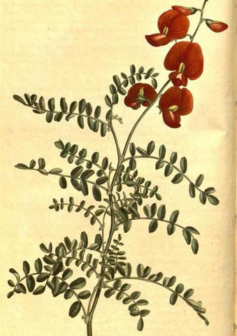 Reproducción/Reproduction 8469881299: Curtis's botanical magazine.. London ;New York [etc.] :Academic Press [etc.]