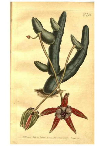 Reproducción/Reproduction 8469881859: Curtis's botanical magazine.. London ;New York [etc.] :Academic Press [etc.]