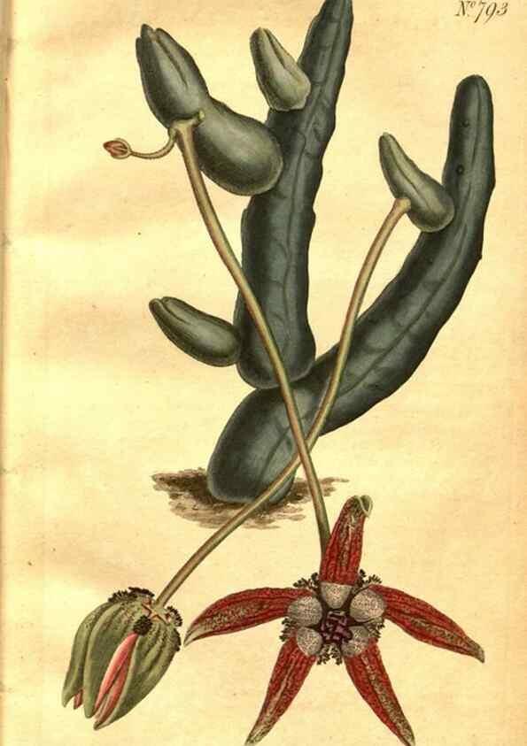 Reproducción/Reproduction 8469881859: Curtis's botanical magazine.. London ;New York [etc.] :Academic Press [etc.]