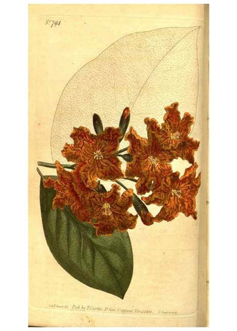 Reproducción/Reproduction 8469883377: Curtis's botanical magazine.. London ;New York [etc.] :Academic Press [etc.]