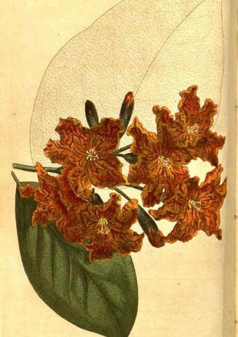 Reproducción/Reproduction 8469883377: Curtis's botanical magazine.. London ;New York [etc.] :Academic Press [etc.]