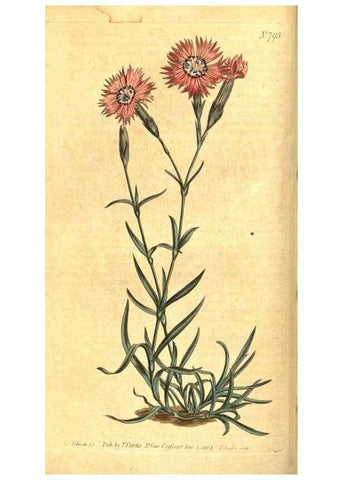 Reproducción/Reproduction 8469883803: Curtis's botanical magazine.. London ;New York [etc.] :Academic Press [etc.]