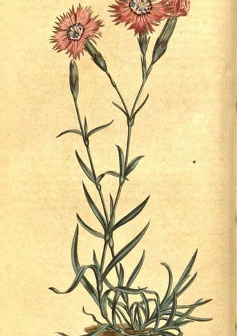 Reproducción/Reproduction 8469883803: Curtis's botanical magazine.. London ;New York [etc.] :Academic Press [etc.]