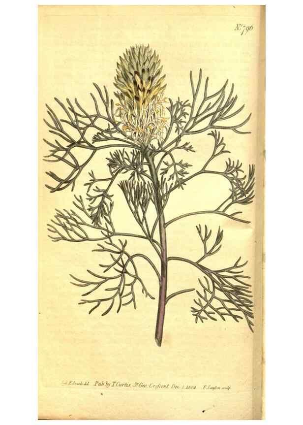 Reproducción/Reproduction 8470978120: Curtis's botanical magazine.. London ;New York [etc.] :Academic Press [etc.]