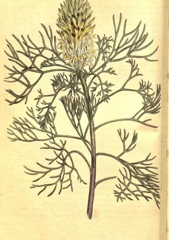 Reproducción/Reproduction 8470978120: Curtis's botanical magazine.. London ;New York [etc.] :Academic Press [etc.]