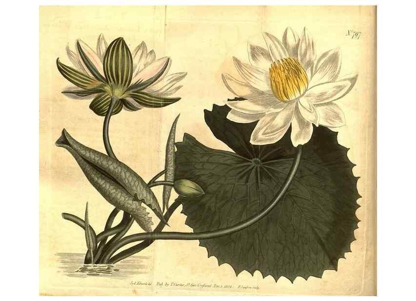 Reproducción/Reproduction 8470978436: Curtis's botanical magazine.. London ;New York [etc.] :Academic Press [etc.]