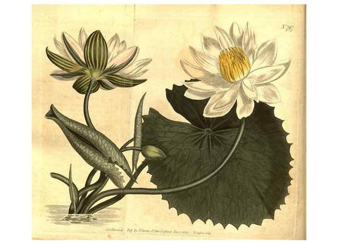 Reproducción/Reproduction 8470978436: Curtis's botanical magazine.. London ;New York [etc.] :Academic Press [etc.]