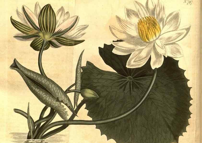 Reproducción/Reproduction 8470978436: Curtis's botanical magazine.. London ;New York [etc.] :Academic Press [etc.]