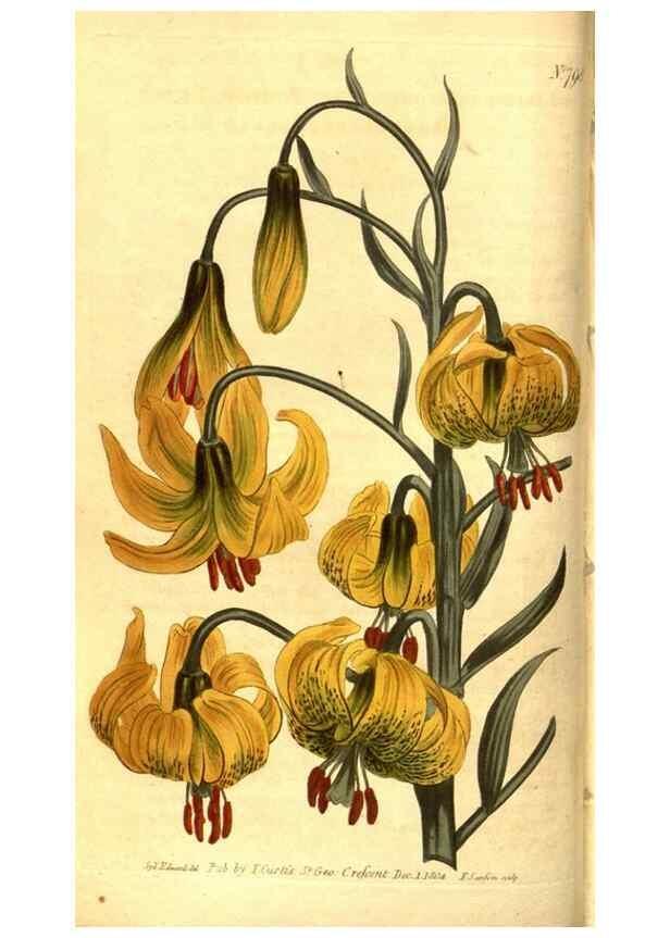 Reproducción/Reproduction 8470979256: Curtis's botanical magazine.. London ;New York [etc.] :Academic Press [etc.]