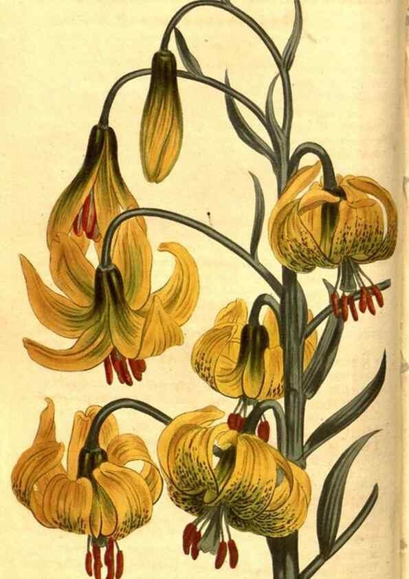 Reproducción/Reproduction 8470979256: Curtis's botanical magazine.. London ;New York [etc.] :Academic Press [etc.]