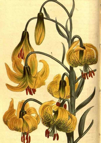 Reproducción/Reproduction 8470979256: Curtis's botanical magazine.. London ;New York [etc.] :Academic Press [etc.]