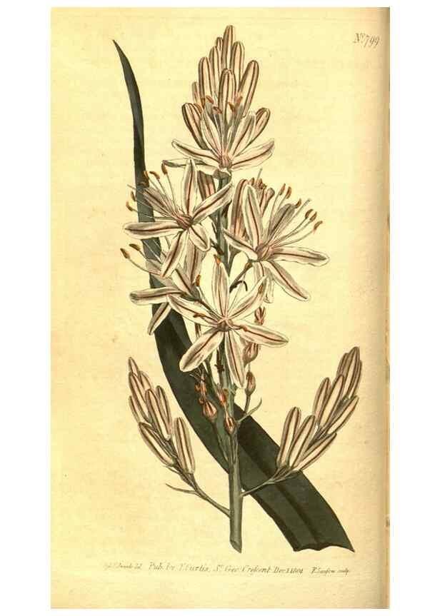 Reproducción/Reproduction 8469886033: Curtis's botanical magazine.. London ;New York [etc.] :Academic Press [etc.]