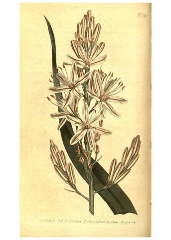 Reproducción/Reproduction 8469886033: Curtis's botanical magazine.. London ;New York [etc.] :Academic Press [etc.]