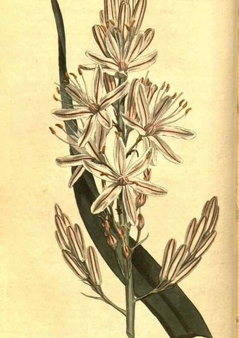 Reproducción/Reproduction 8469886033: Curtis's botanical magazine.. London ;New York [etc.] :Academic Press [etc.]