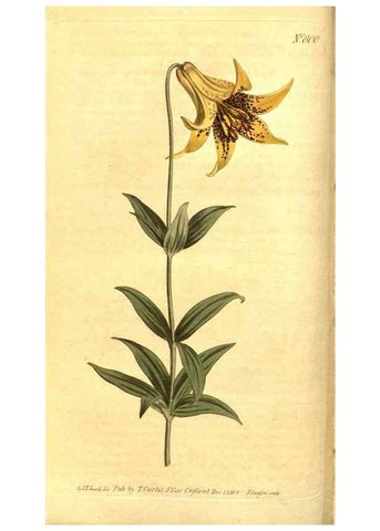 Reproducción/Reproduction 8469886495: Curtis's botanical magazine.. London ;New York [etc.] :Academic Press [etc.]