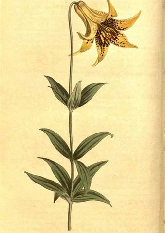 Reproducción/Reproduction 8469886495: Curtis's botanical magazine.. London ;New York [etc.] :Academic Press [etc.]