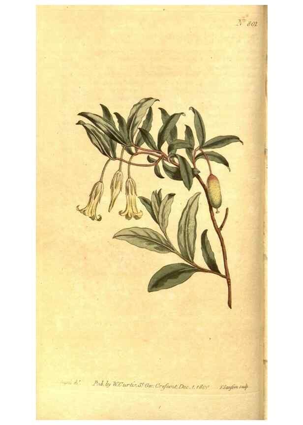 Reproducción/Reproduction 8470980734: Curtis's botanical magazine.. London ;New York [etc.] :Academic Press [etc.]