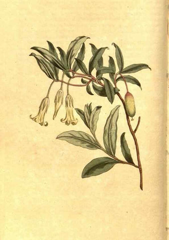 Reproducción/Reproduction 8470980734: Curtis's botanical magazine.. London ;New York [etc.] :Academic Press [etc.]