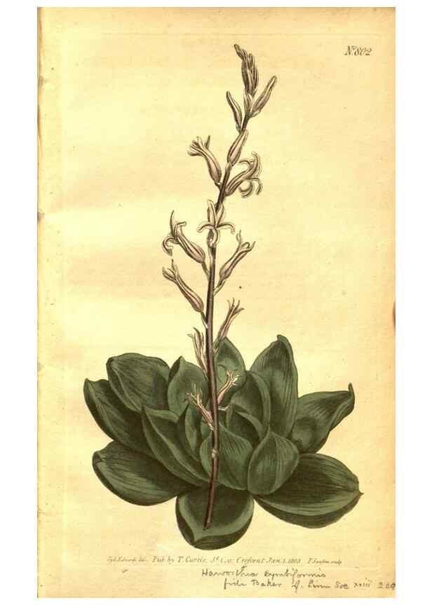 Reproducción/Reproduction 8469887767: Curtis's botanical magazine.. London ;New York [etc.] :Academic Press [etc.]