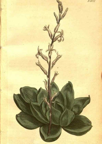 Reproducción/Reproduction 8469887767: Curtis's botanical magazine.. London ;New York [etc.] :Academic Press [etc.]