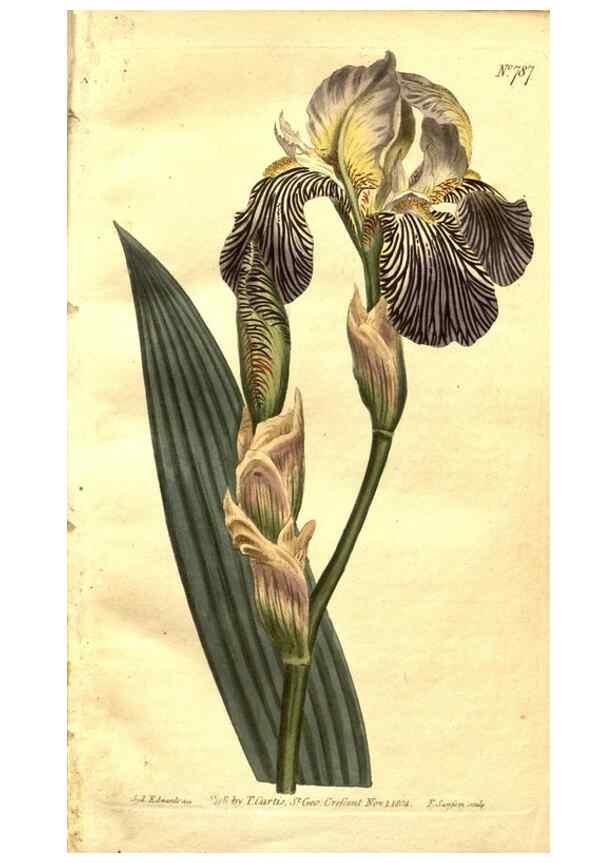 Reproducción/Reproduction 8469877951: Curtis's botanical magazine.. London ;New York [etc.] :Academic Press [etc.]