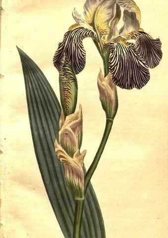 Reproducción/Reproduction 8469877951: Curtis's botanical magazine.. London ;New York [etc.] :Academic Press [etc.]