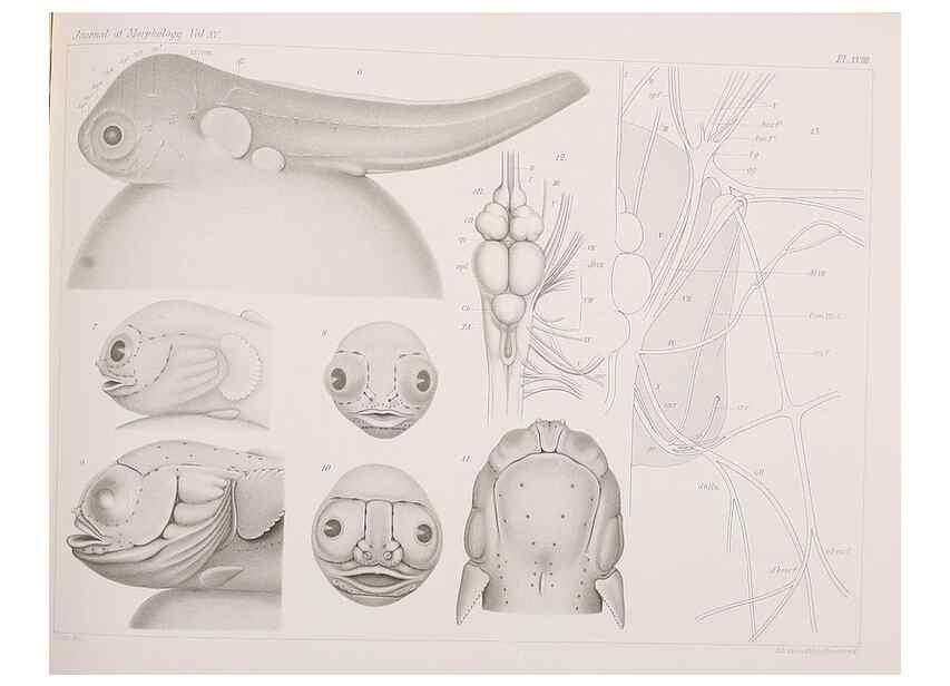 Reproducción/Reproduction 8470939064: The lateral line system of Batrachus tau.. [n.p.]1899.