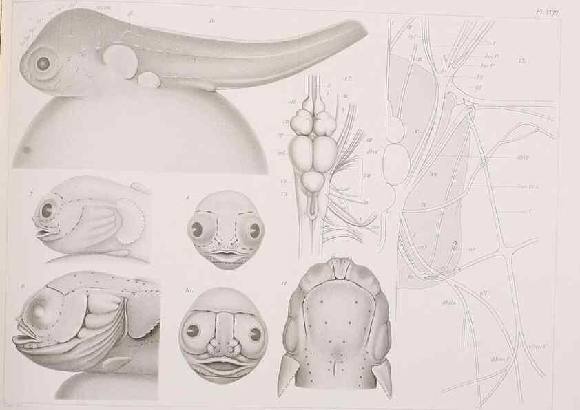 Reproducción/Reproduction 8470939064: The lateral line system of Batrachus tau.. [n.p.]1899.