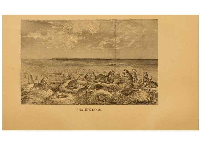 Reproducción/Reproduction 8465251498: Natural history of western wild animals and guide for hunters, trappers, and sportsmen;. Toledo, Ohio,blade printing & paper company,1875.