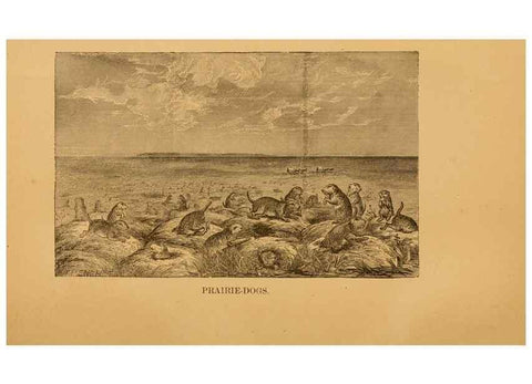 Reproducción/Reproduction 8465251498: Natural history of western wild animals and guide for hunters, trappers, and sportsmen;. Toledo, Ohio,blade printing & paper company,1875.
