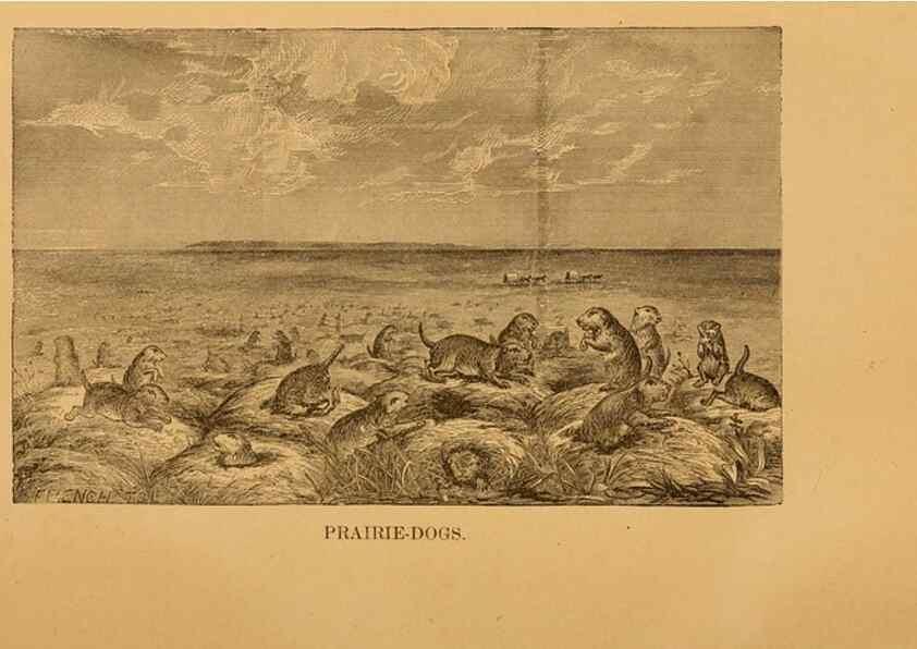 Reproducción/Reproduction 8465251498: Natural history of western wild animals and guide for hunters, trappers, and sportsmen;. Toledo, Ohio,blade printing & paper company,1875.