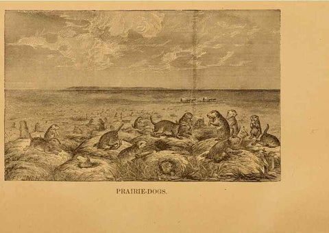 Reproducción/Reproduction 8465251498: Natural history of western wild animals and guide for hunters, trappers, and sportsmen;. Toledo, Ohio,blade printing & paper company,1875.