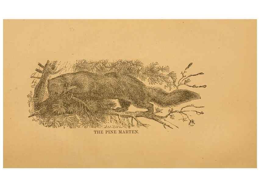 Reproducción/Reproduction 8465252286: Natural history of western wild animals and guide for hunters, trappers, and sportsmen;. Toledo, Ohio,blade printing & paper company,1875.