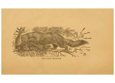 Reproducción/Reproduction 8465252286: Natural history of western wild animals and guide for hunters, trappers, and sportsmen;. Toledo, Ohio,blade printing & paper company,1875.
