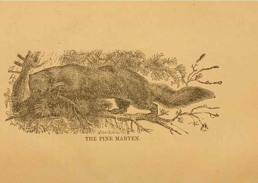 Reproducción/Reproduction 8465252286: Natural history of western wild animals and guide for hunters, trappers, and sportsmen;. Toledo, Ohio,blade printing & paper company,1875.