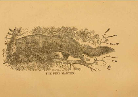 Reproducción/Reproduction 8465252286: Natural history of western wild animals and guide for hunters, trappers, and sportsmen;. Toledo, Ohio,blade printing & paper company,1875.