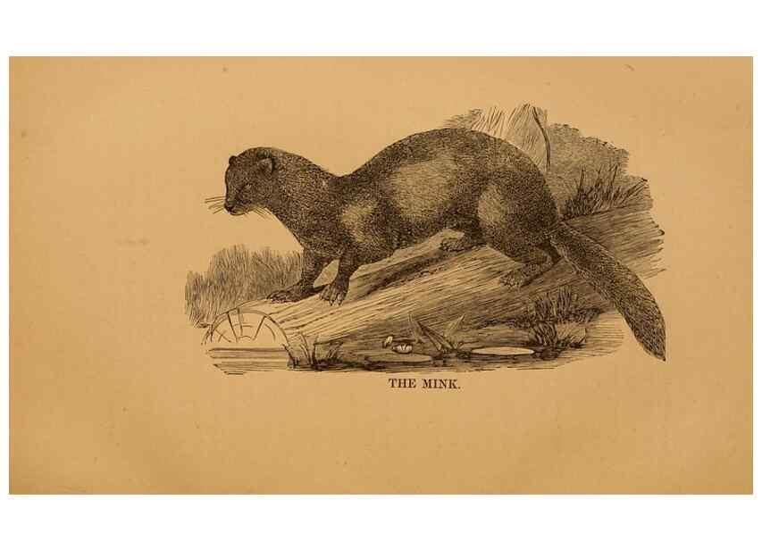 Reproducción/Reproduction 8464154591: Natural history of western wild animals and guide for hunters, trappers, and sportsmen;. Toledo, Ohio,blade printing & paper company,1875.