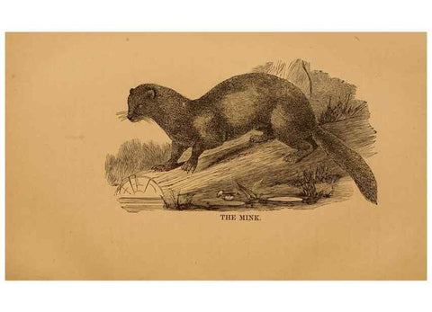 Reproducción/Reproduction 8464154591: Natural history of western wild animals and guide for hunters, trappers, and sportsmen;. Toledo, Ohio,blade printing & paper company,1875.